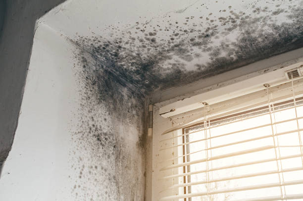 Affordable Black Mold Remediation solutions in Saint Bonifacius, MN